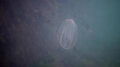 栉水母门动物掠夺性梳子水母<strong>入侵</strong>者黑色的海水母beroe卵圆形的吞噬助记符莱迪北部部分黑色的海